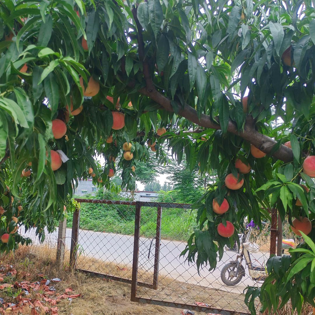 白河御果园🍑