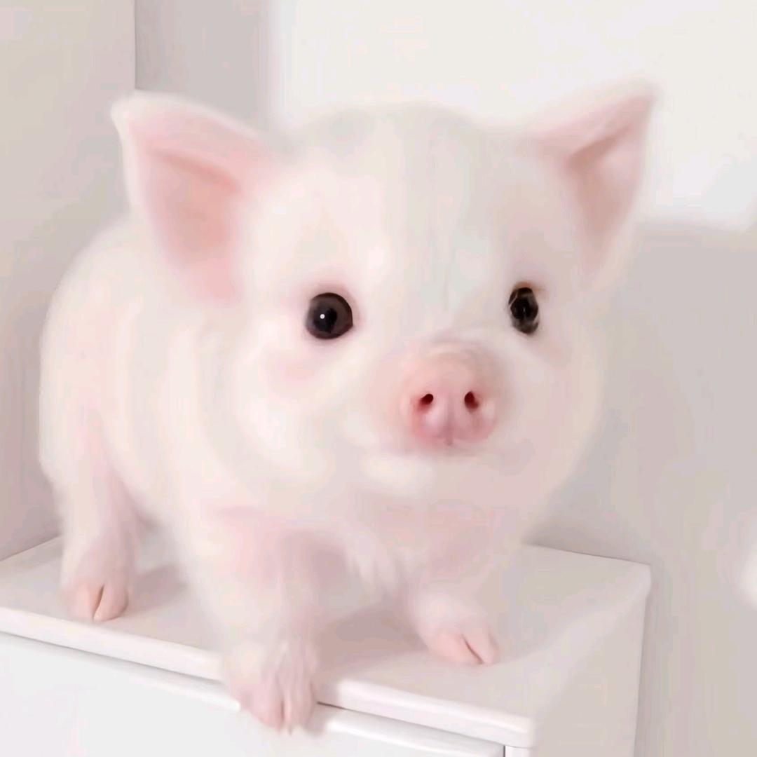 一番星-.
