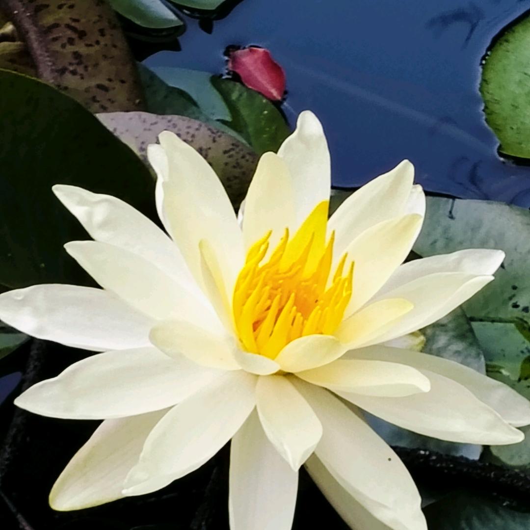 睡莲