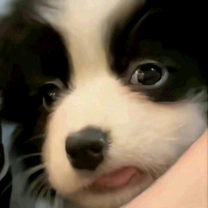 讨厌胡萝卜❄️