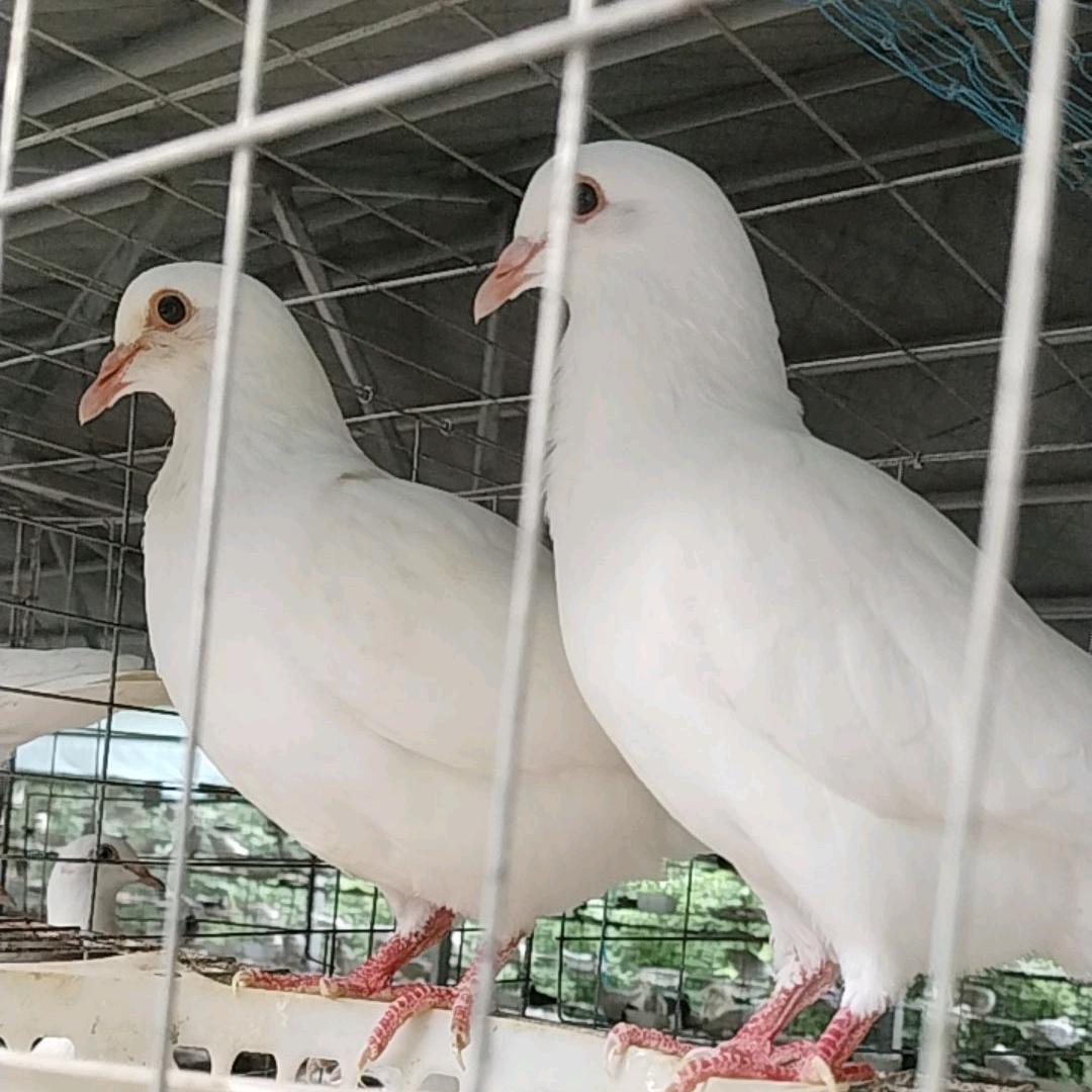 米玛斯、银王种鸽出售！
