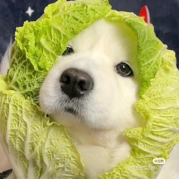 合肥买菜招人孙多多（已经搬到长丰普洛斯)
