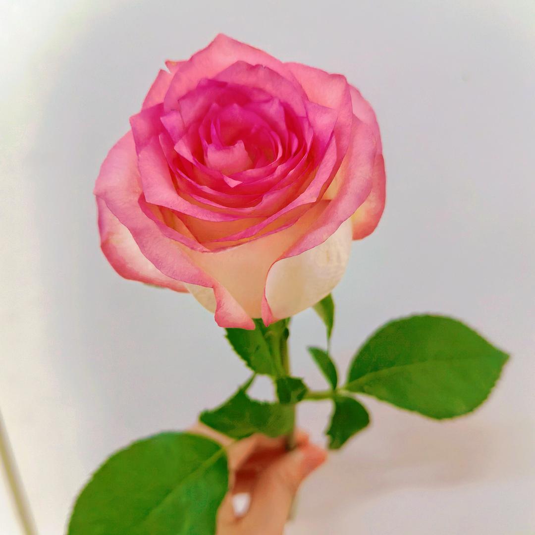 莓心莓肺🍓