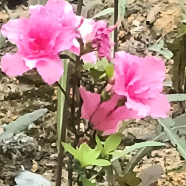 娱乐模式，老梁