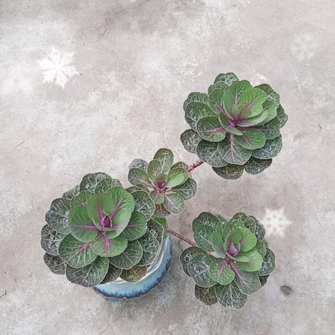 飞燕家的小花园