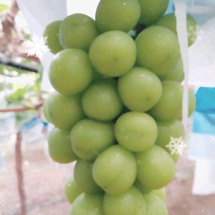 阳光玫瑰葡萄园