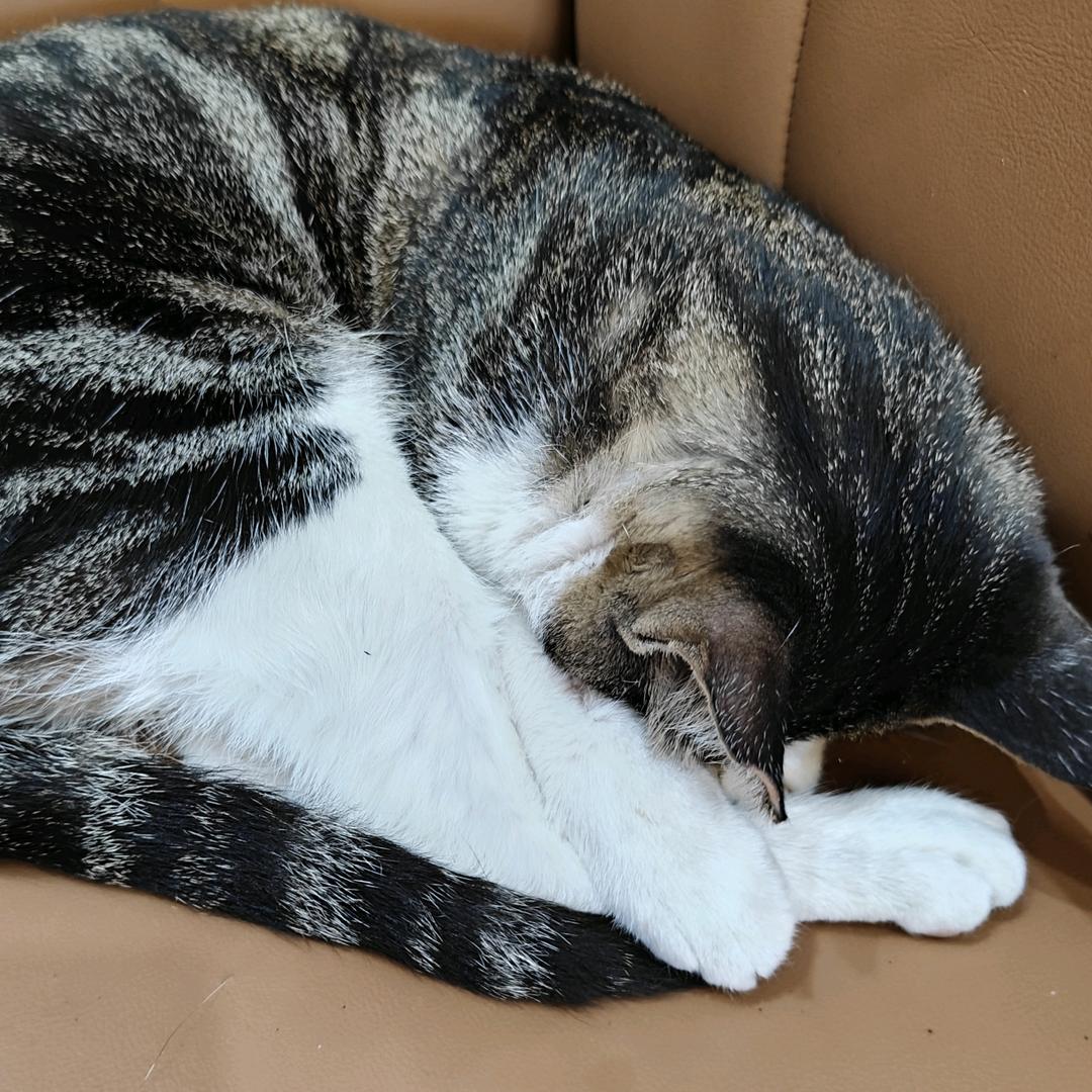 喵了个猫