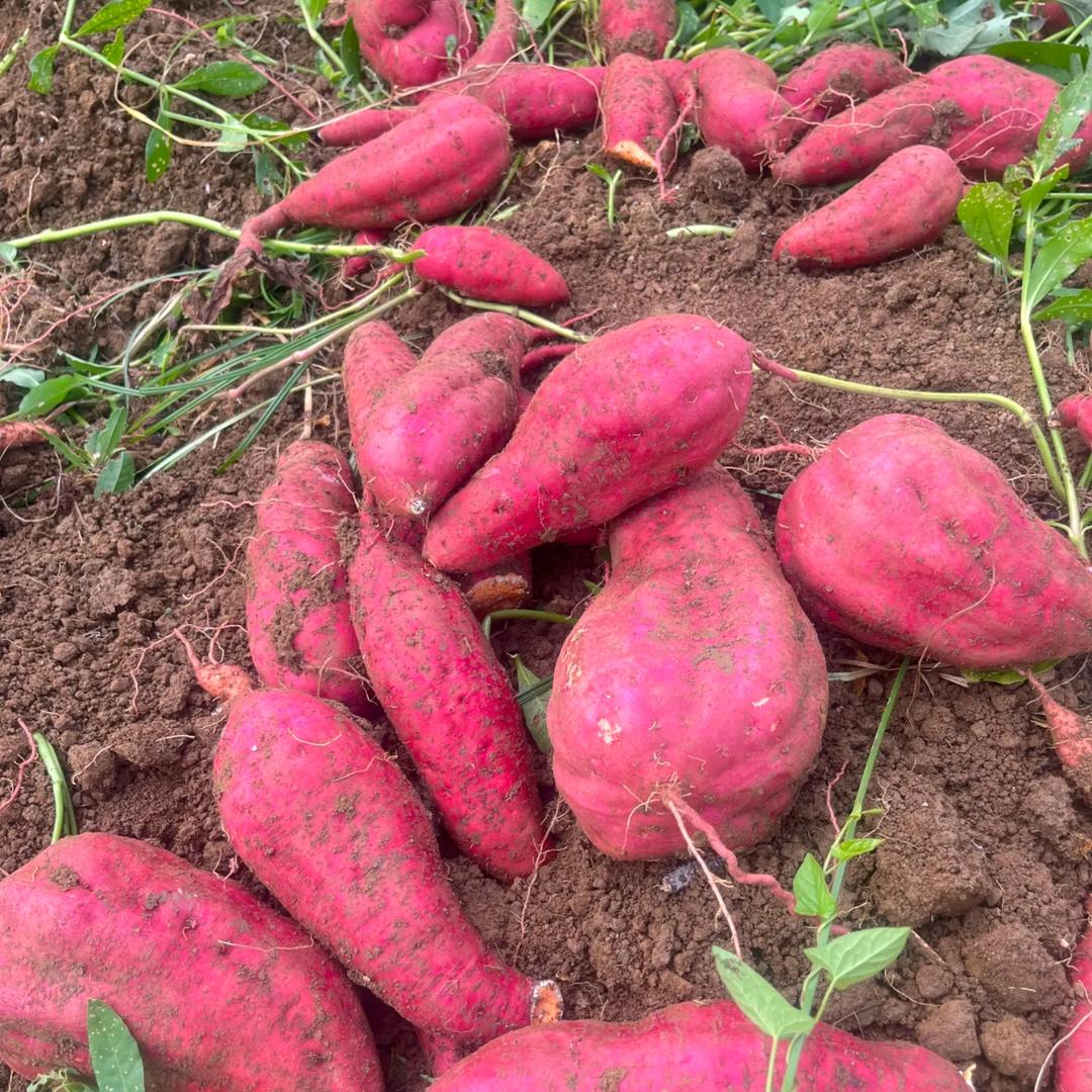 小菊要努力哦！