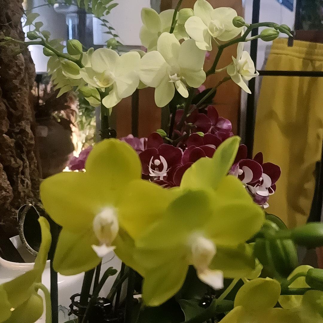 夏齐宣爸爸（4）