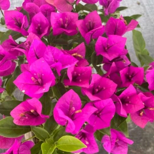 এ᭄烟雨依旧ོ࿐ᩚ