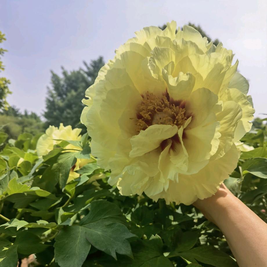 另美瑞丝卡假发张燕