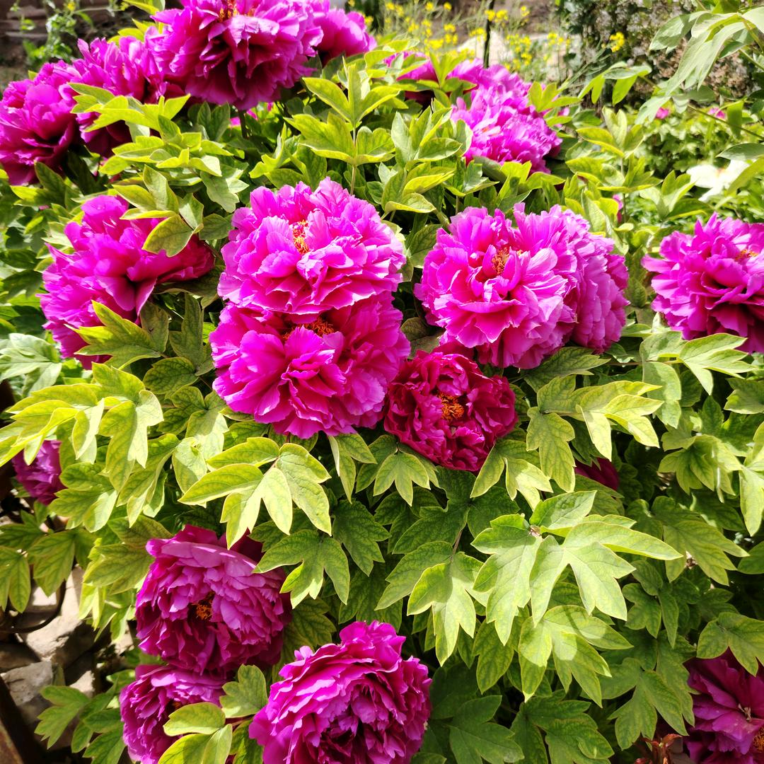 爱跳舞的我.💃💃.