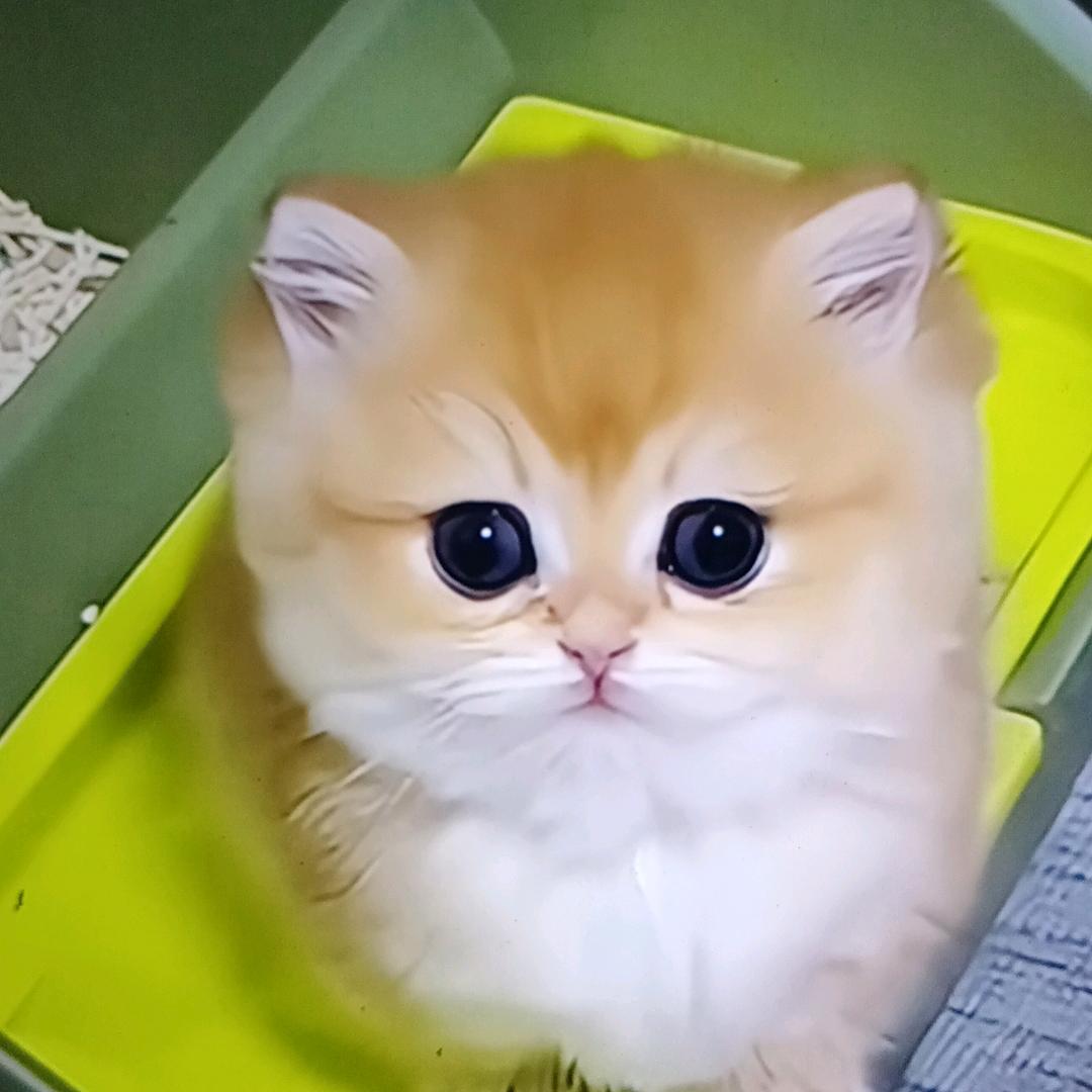 @小猫吃鱼.🐟