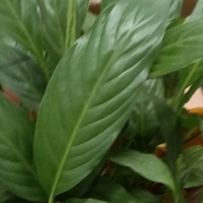 霜霜牵线