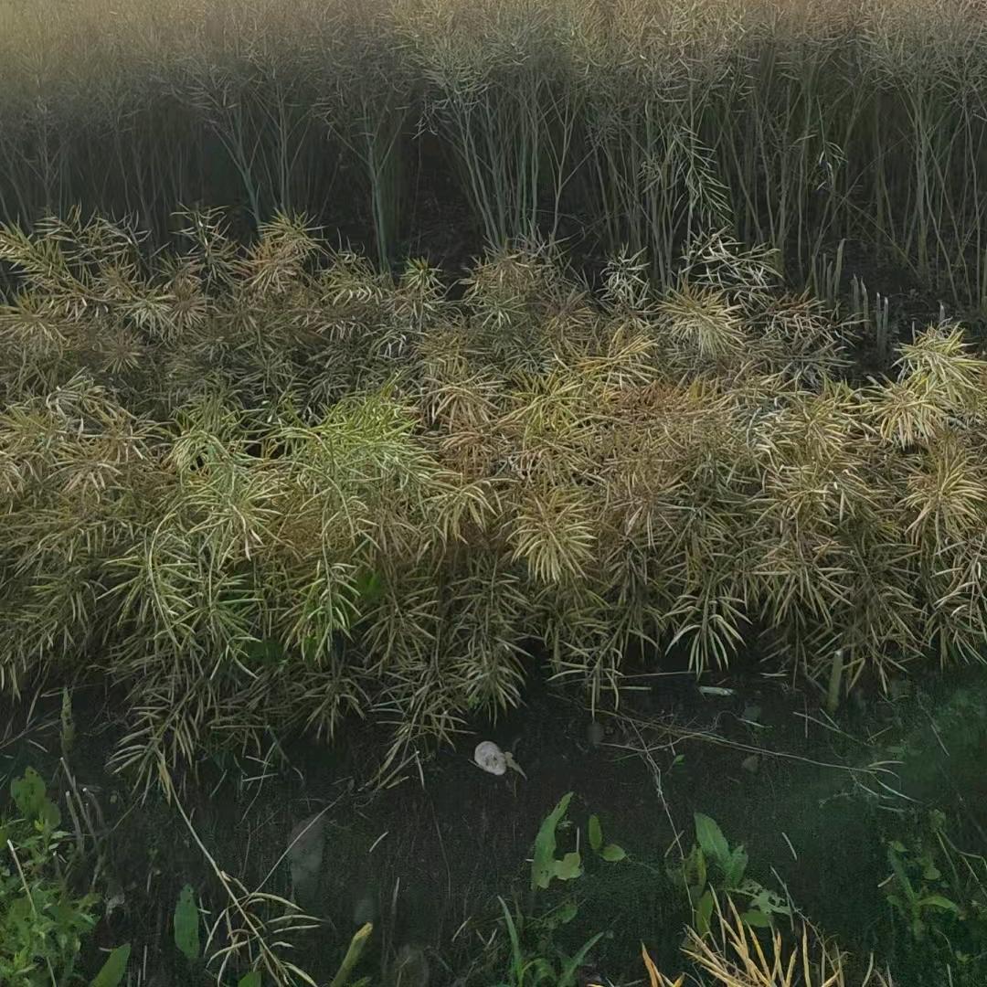 天天好心情😀😀😀