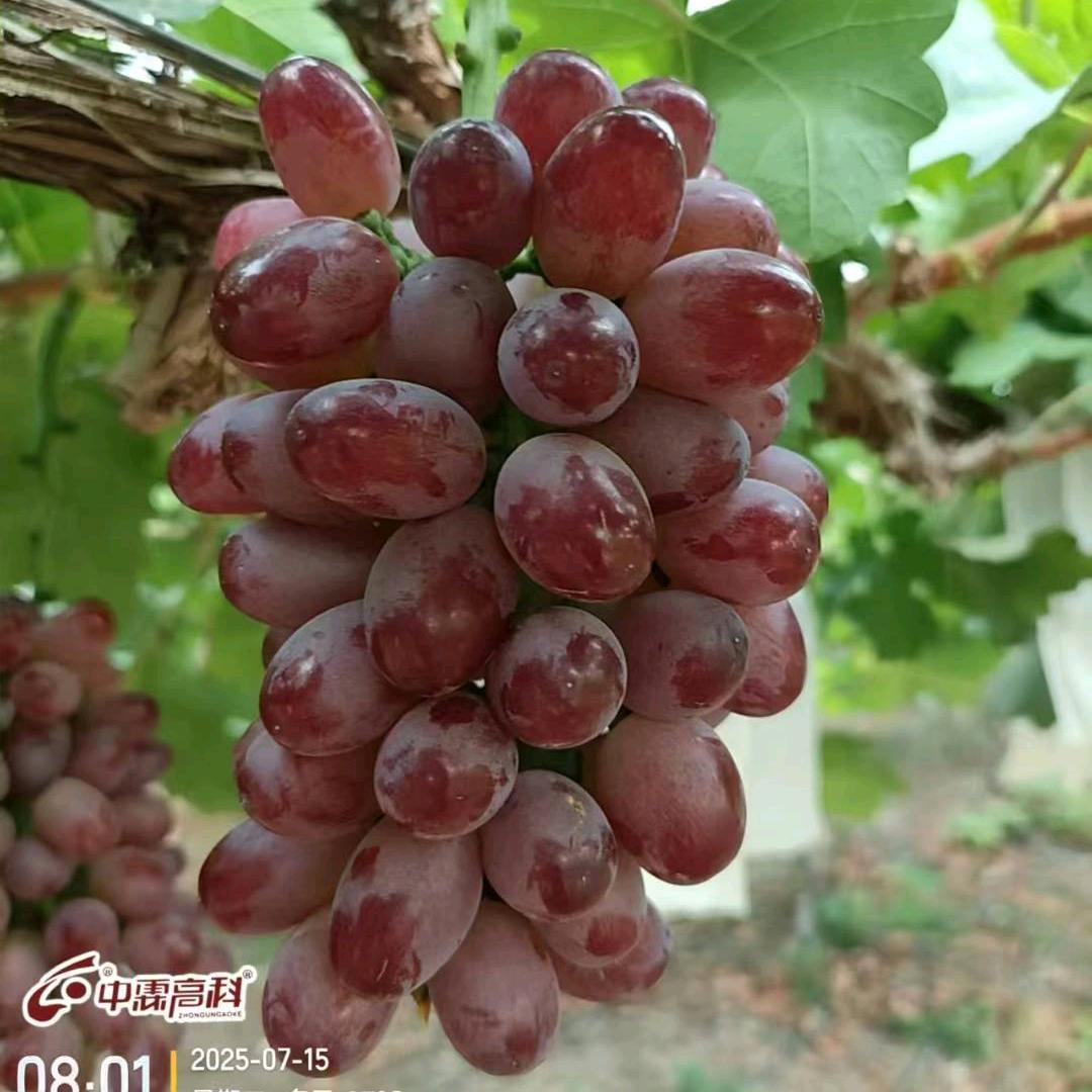 中霖启汇添香甜甜2🍇