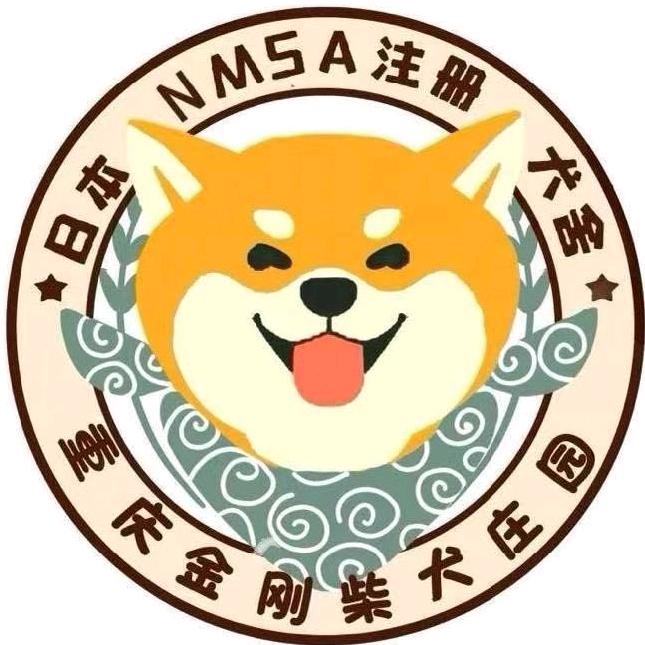 重庆金刚柴犬犬舍