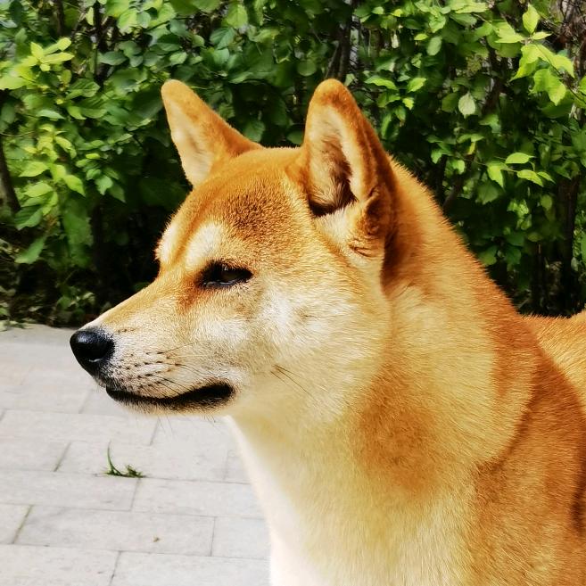 糖妞
