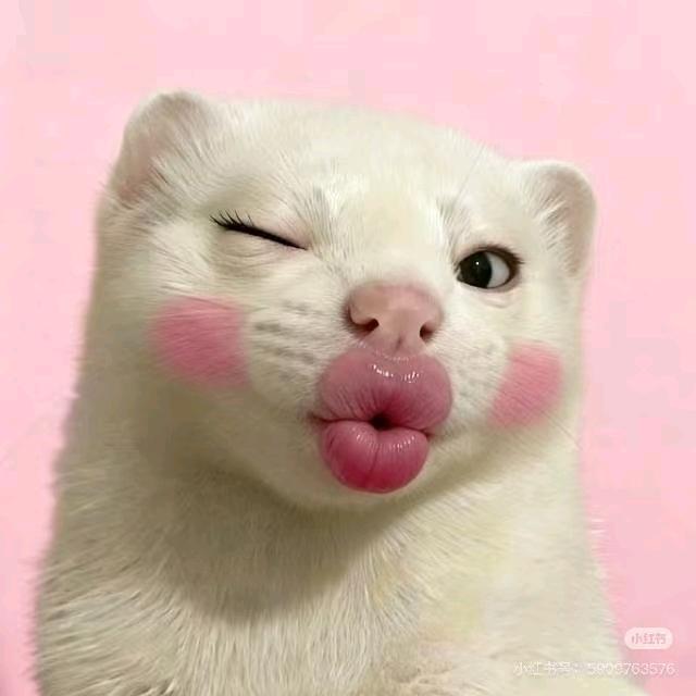 ꒰ঌ懒羊羊大王🐽Y໒꒱