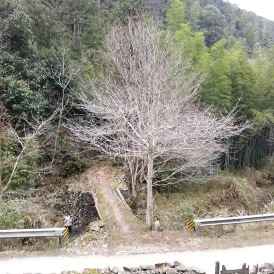 小戴