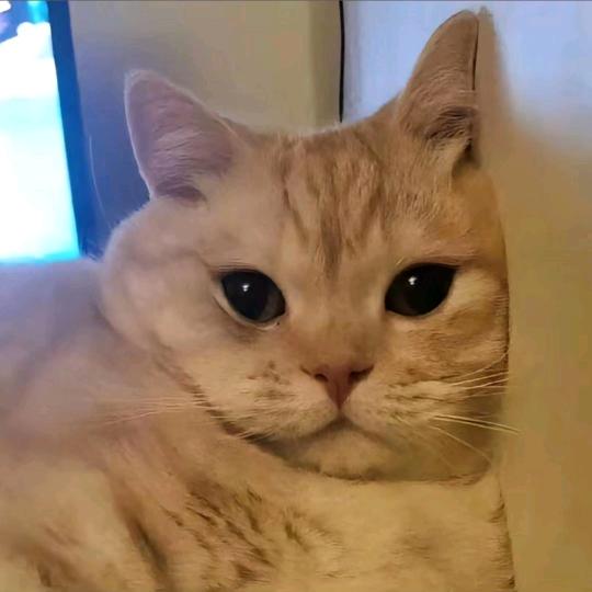 姜