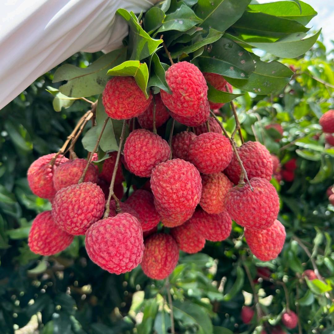 丰卉健清果树苗木专营店