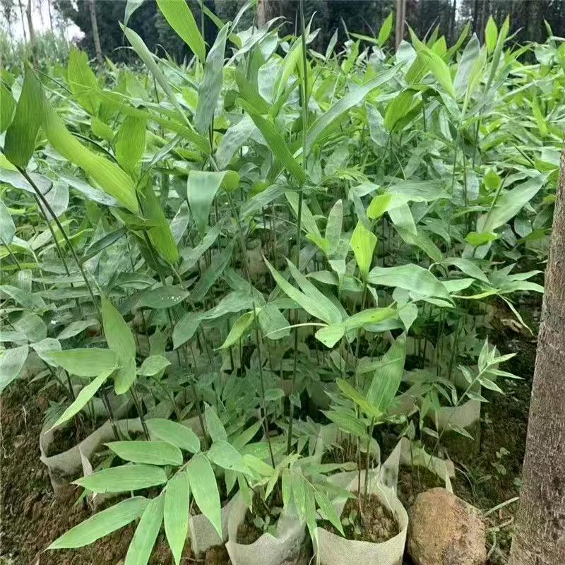 三农本草