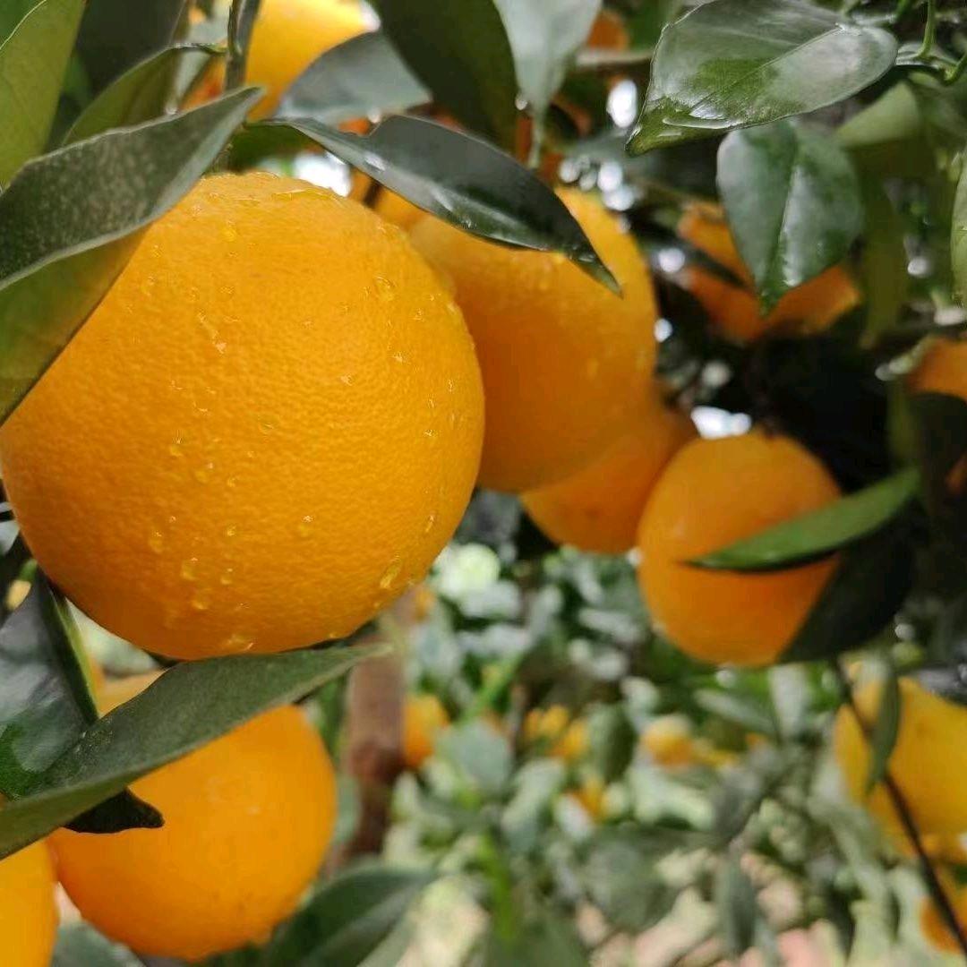 赣南脐橙果园源头