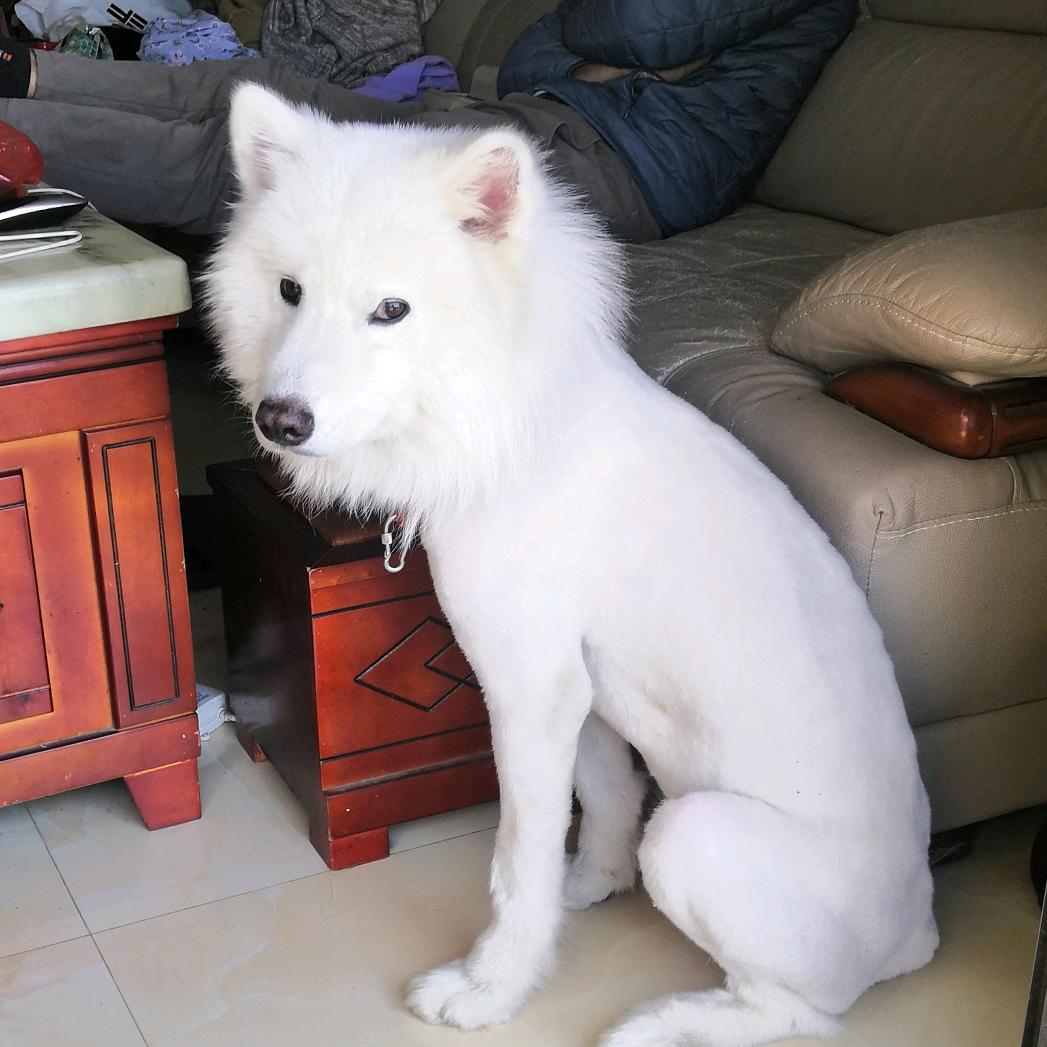 球球是个傻白甜