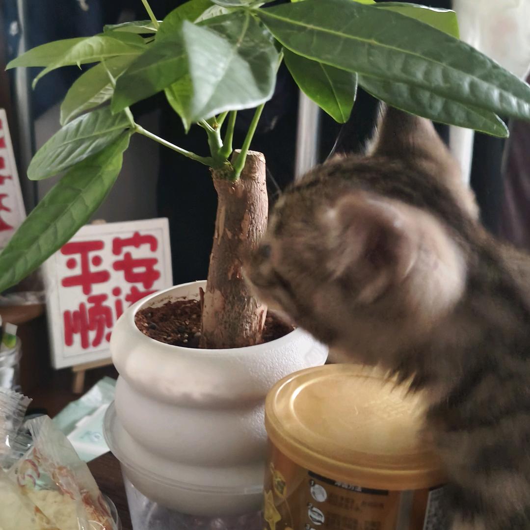 每天都好困..