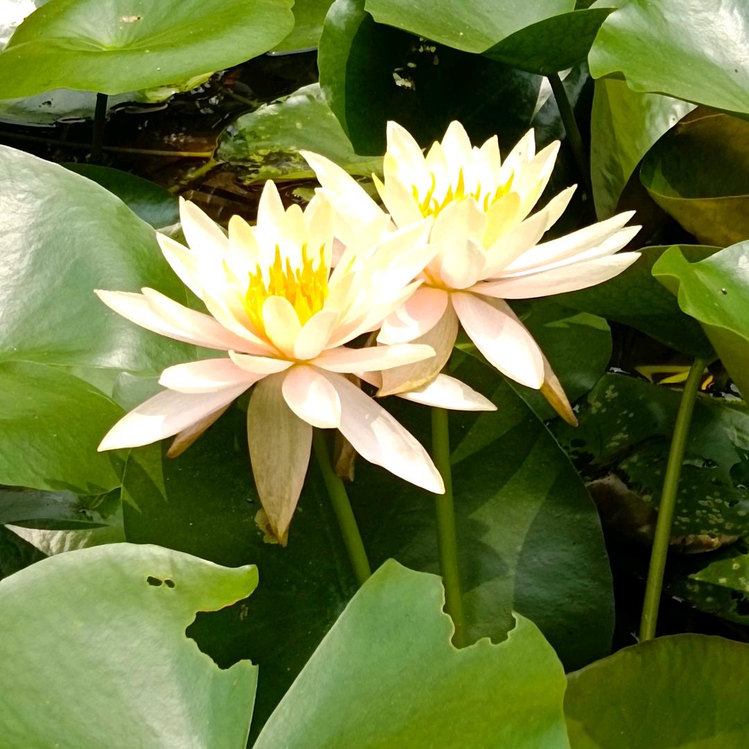 好运莲莲