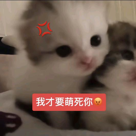 猫猫刊