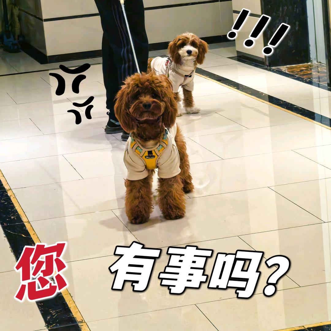 给小狗找个班上吧