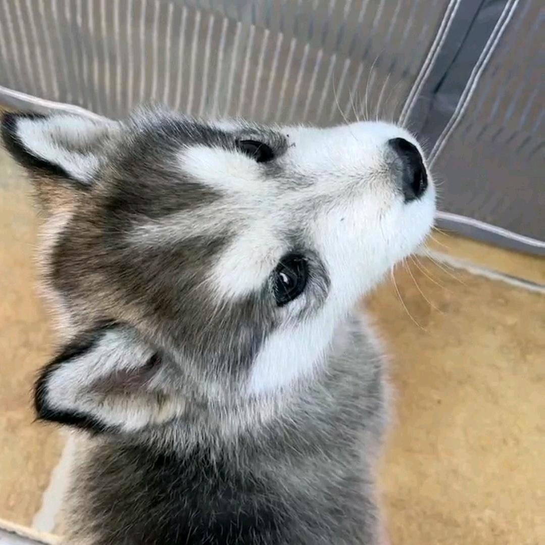 咱能吃能喝