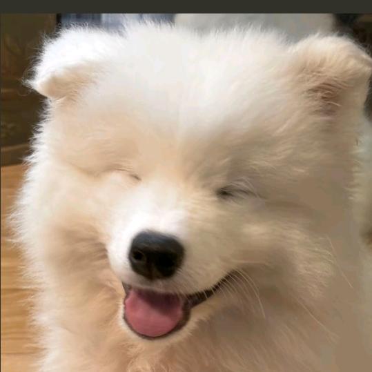 萨摩不耶