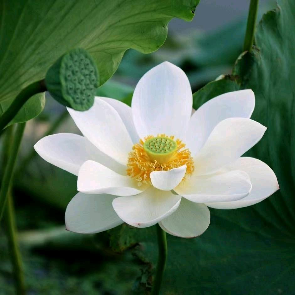 汉方植物染发工厂
