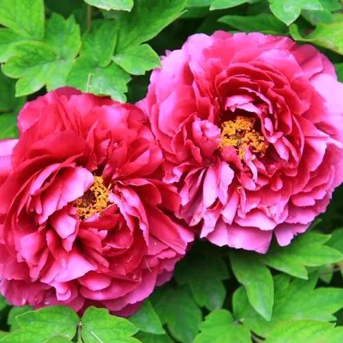 爱🌺财🌺爱🌺已