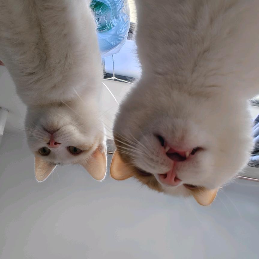 街尾的短耳猫