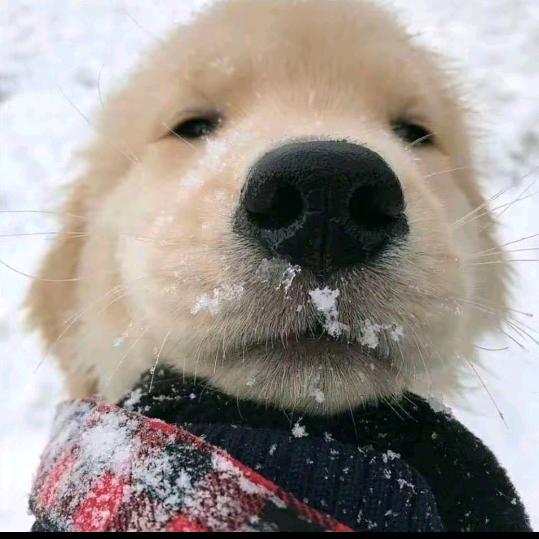 今晚吃火锅　　　　　　　　    🪳