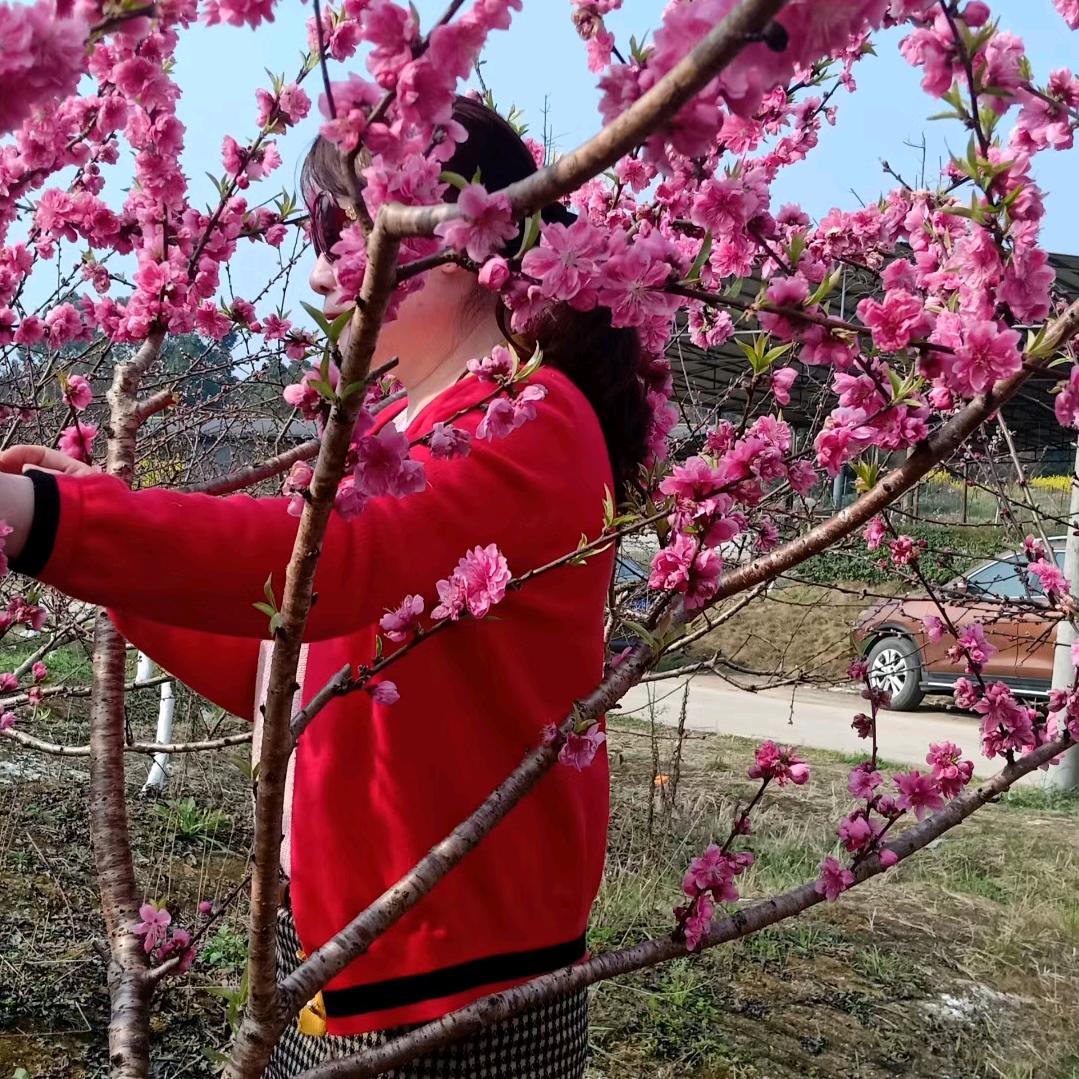 七姊妹