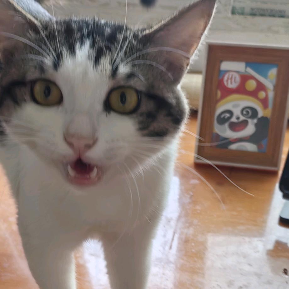 九九是只猫