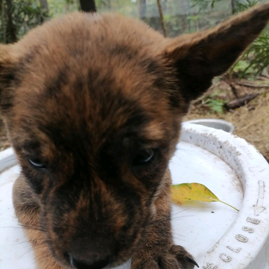 赣东犬舍（精品虎斑犬）