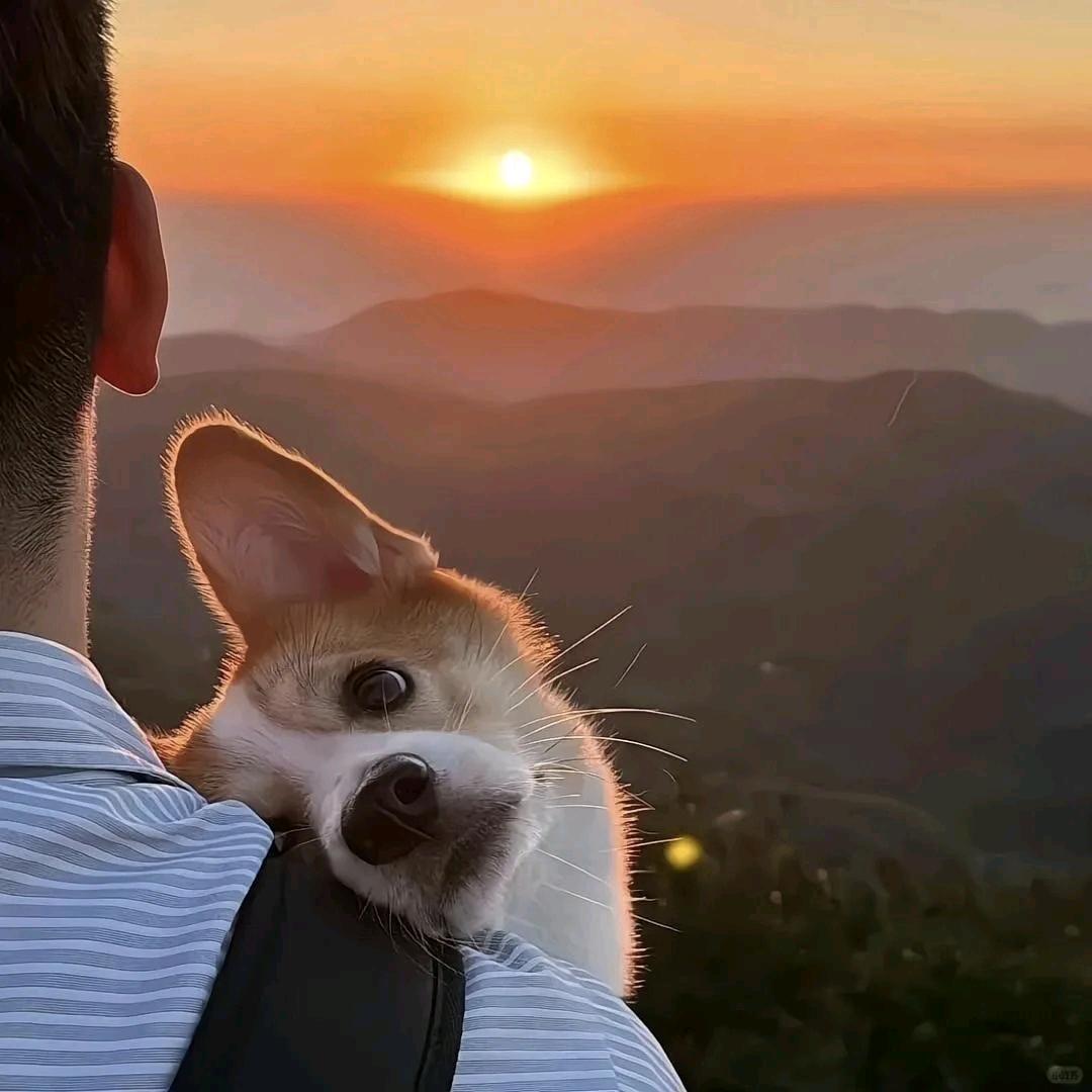 渝桉