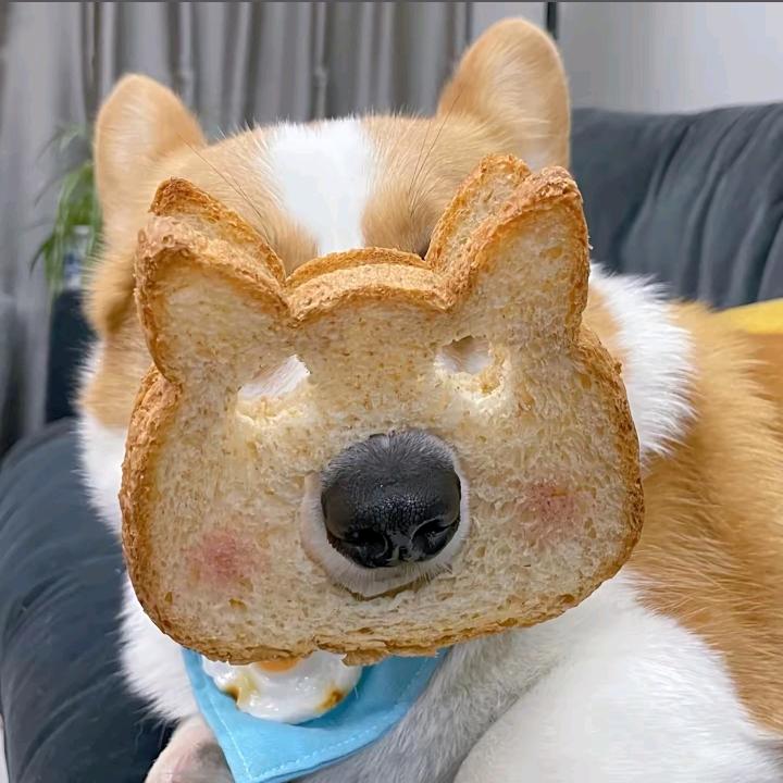 萌宠特工队