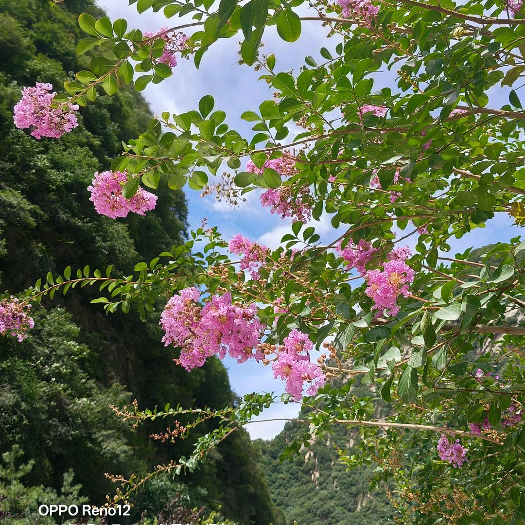 随缘遂愿