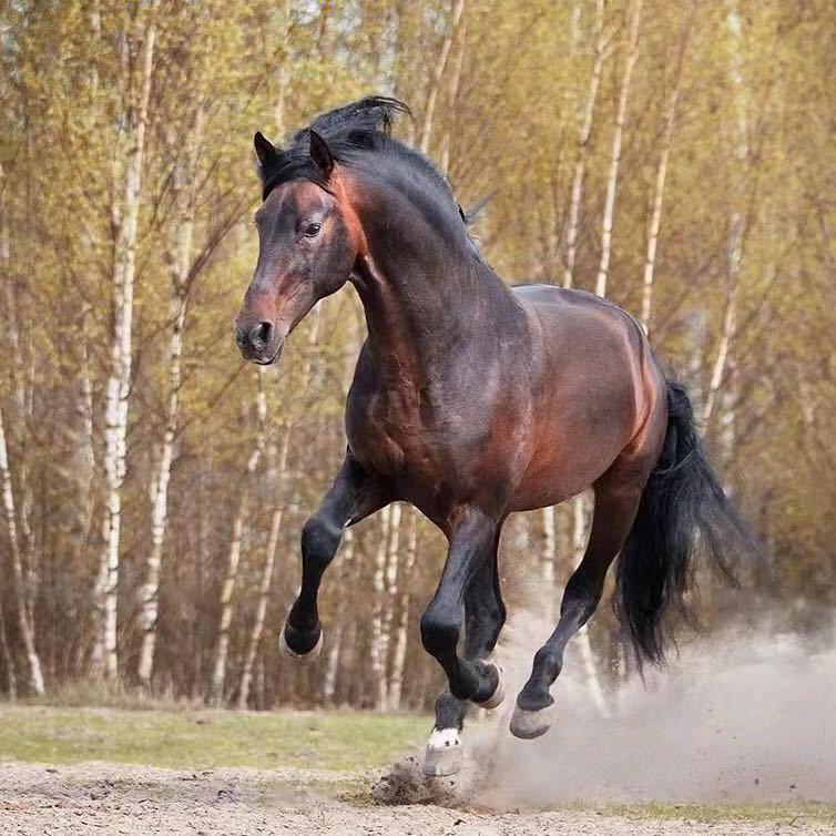 两口子卖动物日常生活