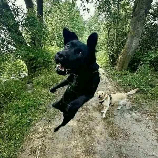 YY鹏哥