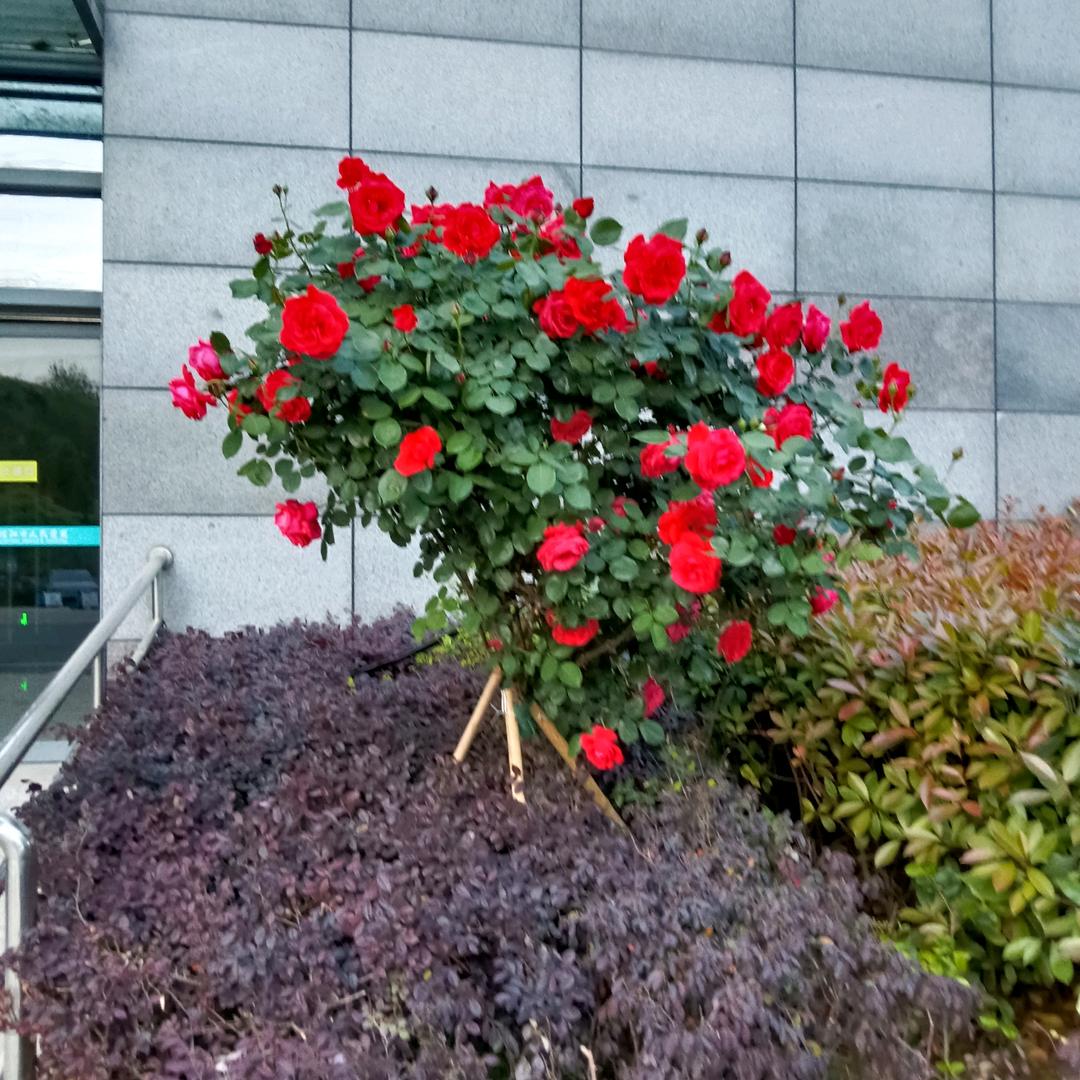 ℋღ᭄辉黄₅₂₀一夏💞࿐