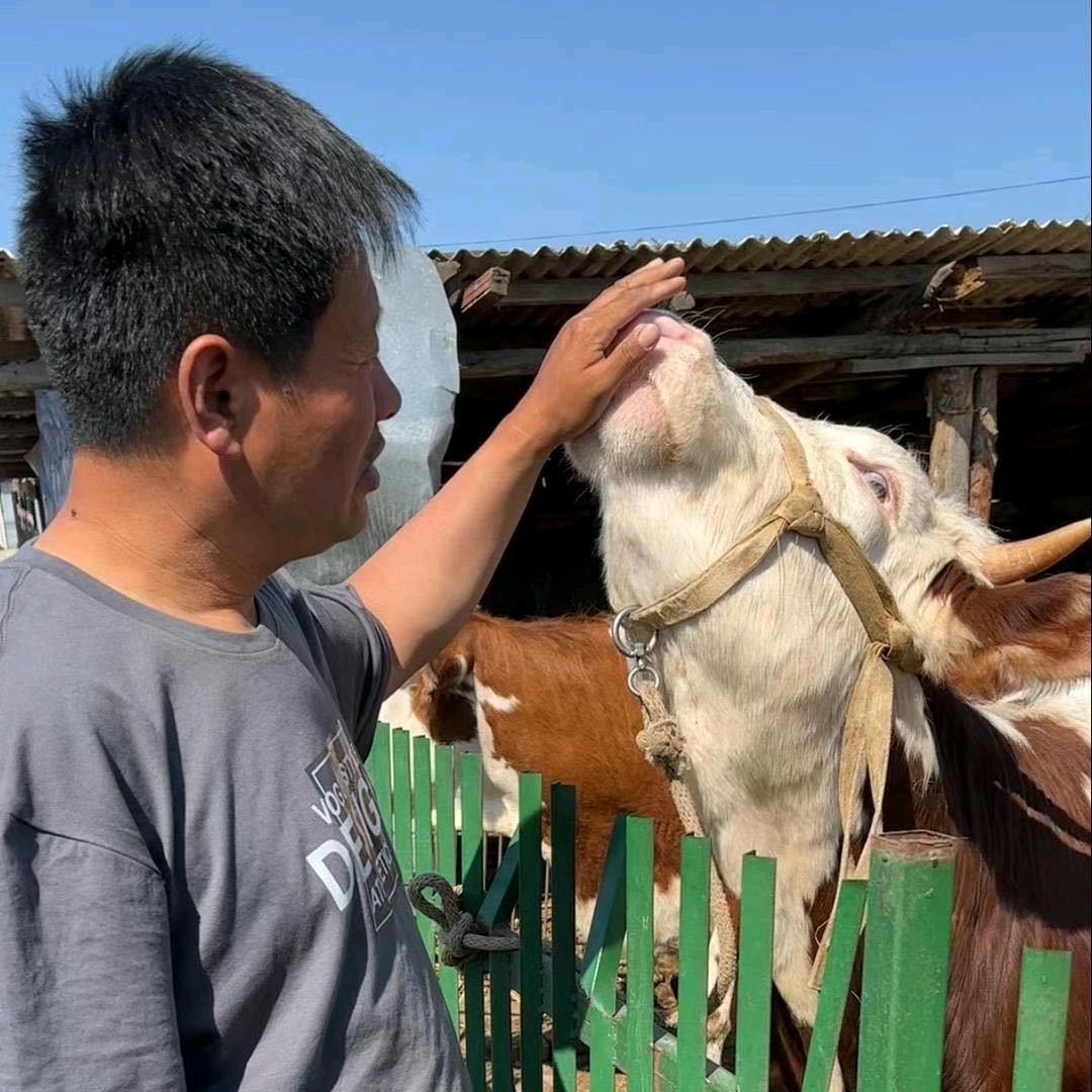 龙腾虎跃好物分享