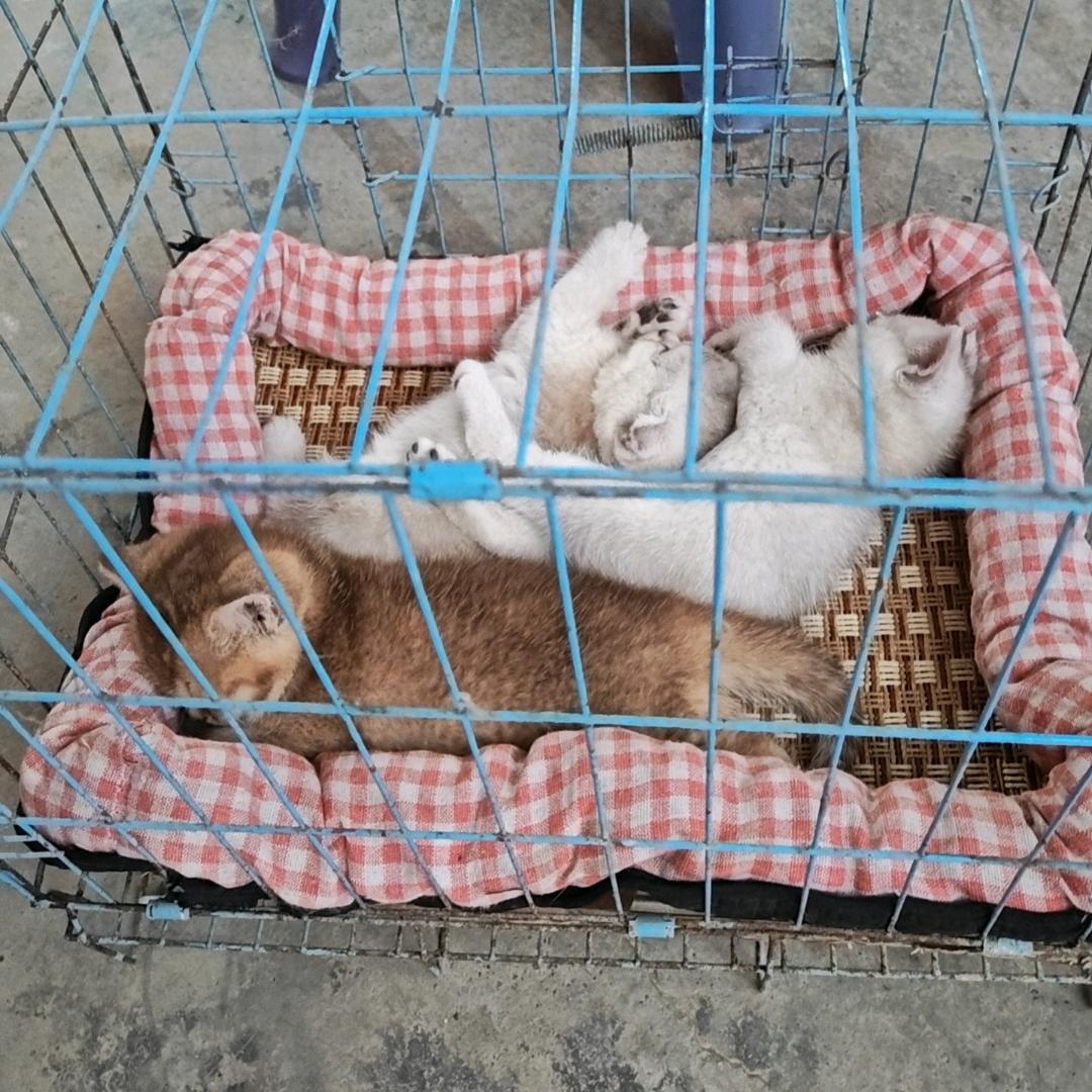 毛孩子